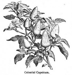 Celestial Capsicum, 1885